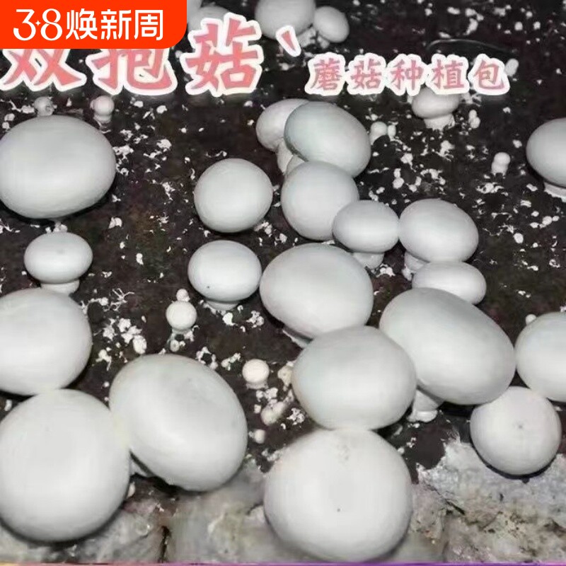 蘑菇菌种白蘑菇菌种食用菌盆栽阳台盆景四季种植菌种包双孢菇原种