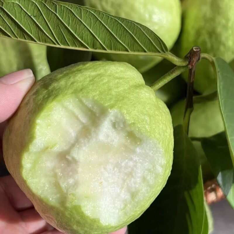 广东脆甜番石榴芭乐白心孕妇新鲜应季水果奶油巴整箱包邮软糯现摘