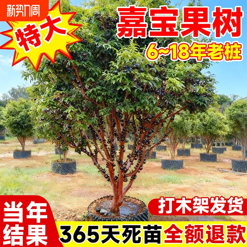 正宗嘉宝果树苗老桩嫁接沙巴艾斯卡树葡萄南北方四季庭院种植结果