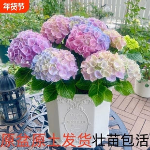 大花绣球苗四季开花无尽夏盆栽花卉绿植物室内好养耐寒老桩阳台