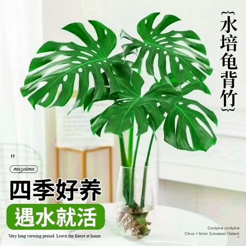 龟背竹水培老桩大叶桌面水养绿植