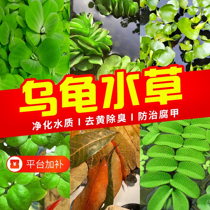 龟缸水草绿植乌龟缸造景专用养龟浮萍菖蒲龟缸净水造氧水生植物