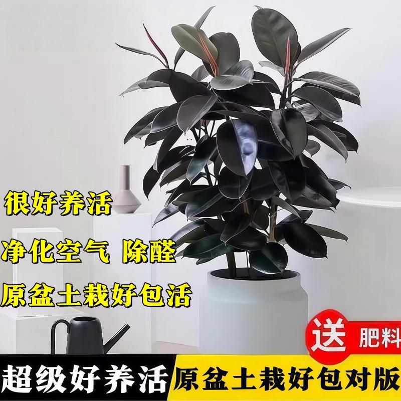 橡皮树黑金刚真树净化空气绿植