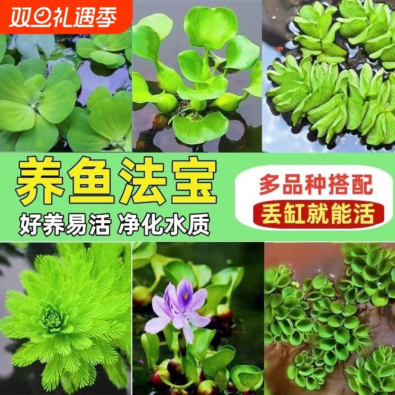 浮萍水草鱼缸摆件绿植全套水培植物生态造景套装养鱼增氧水葫芦