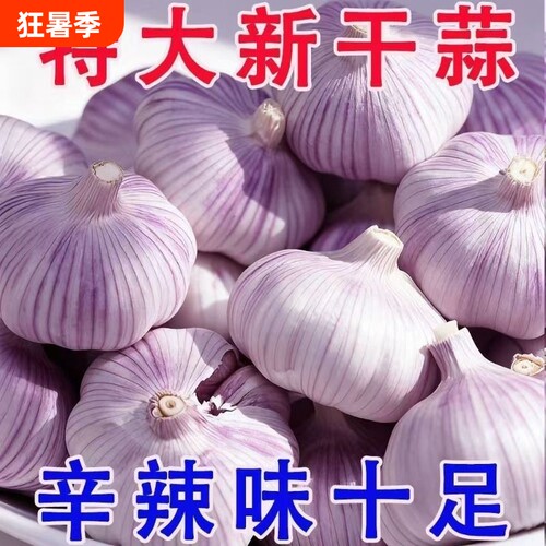 2026年新蒜头山东蒜紫皮大蒜头干蒜批发农家蒜头干大蒜新鲜紫蒜