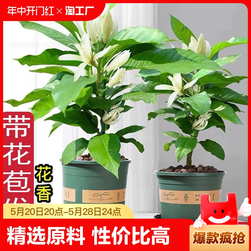 白兰花盆栽室内庭院四季开花好养活植物玉兰花树苗花卉绿植客厅 鲜花速递/花卉仿真/绿植园艺 绿植 原图主图