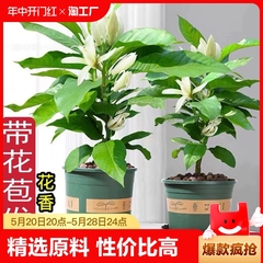 白兰花盆栽室内庭院四季开花好养活植物玉兰花树苗花卉绿植客厅