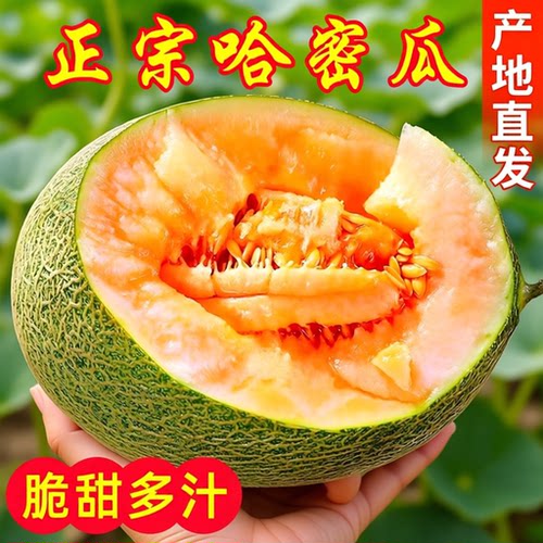 海南哈密瓜9斤新鲜薄皮甜脆多汁