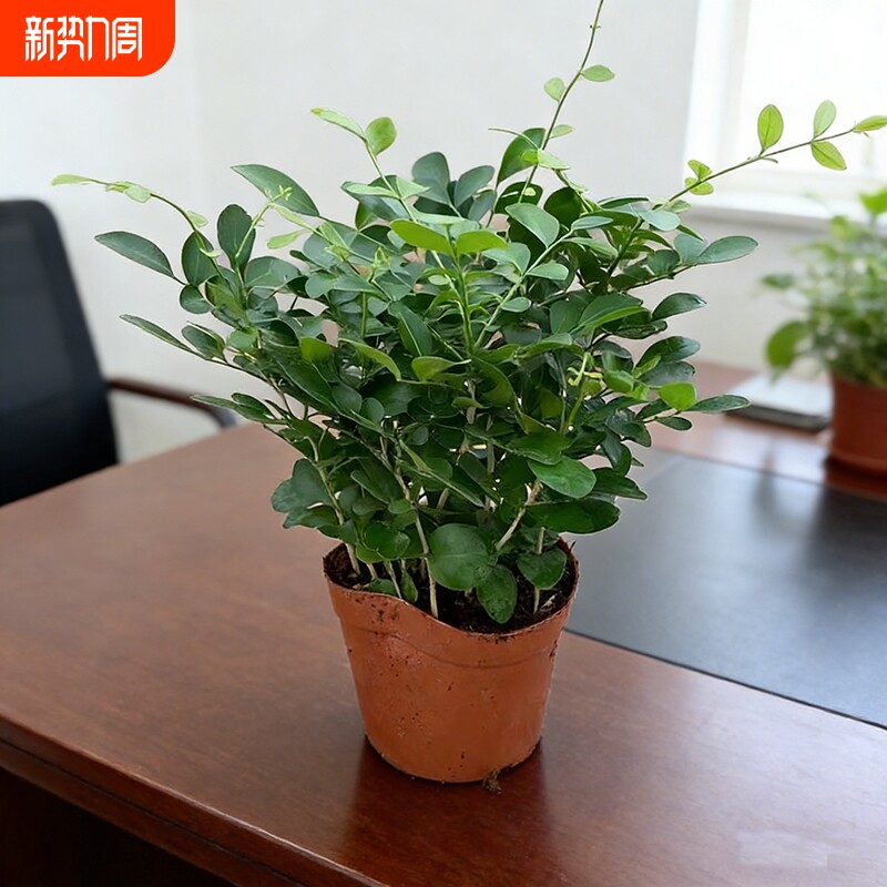 九里香盆栽花卉绿植室内驱蚊四季长绿好养水培观叶植物净化空气