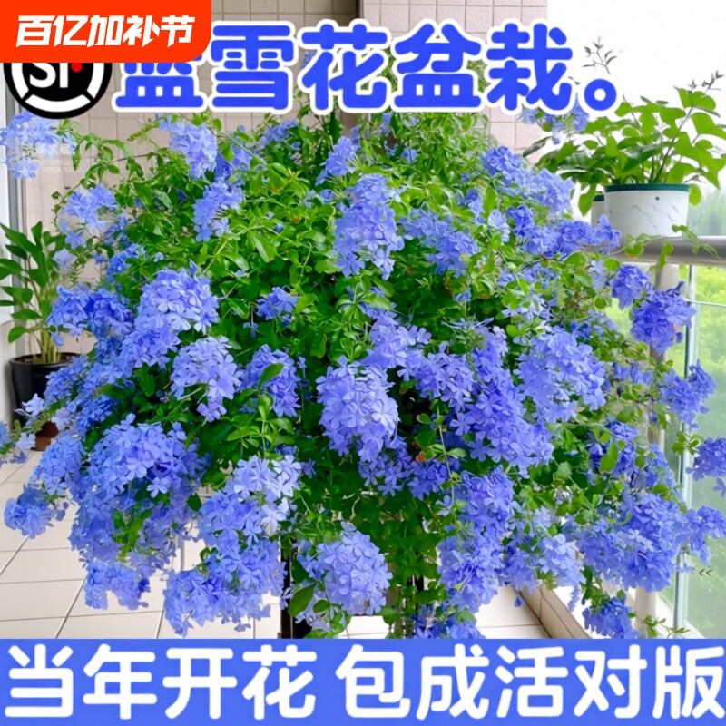 蓝雪花盆栽花卉大苗绿植适合阳台长好养的鲜花带花庭院花期开花
