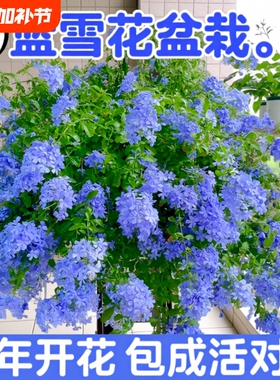 蓝雪花盆栽花卉大苗绿植适合阳台长好养的鲜花带花庭院花期开花