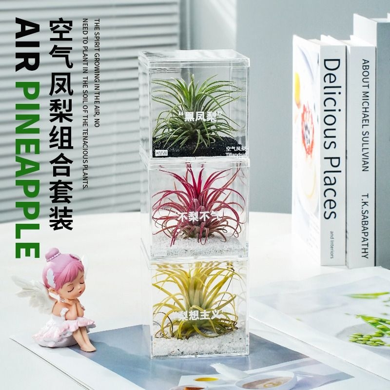 空气凤梨工位绿植好养易活办公桌面创意摆件无土栽培好养易活客厅