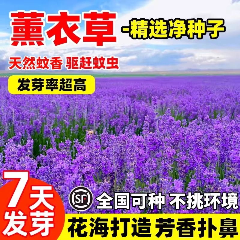 普罗旺斯薰衣草花籽四季驱蚊虫香草种子孑苗鼠尾草庭院欧石竹开花