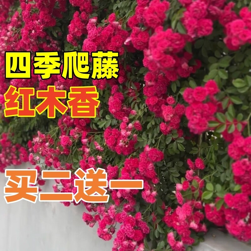 四季红木香花苗爬藤植物庭院无刺图片