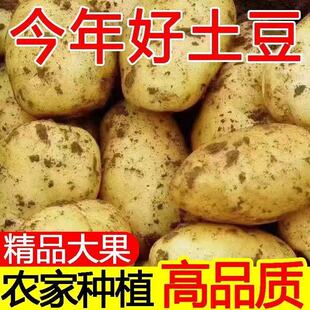 2026新鲜现挖黄皮土豆黄心洋芋土豆马铃薯批发 黄心大土豆