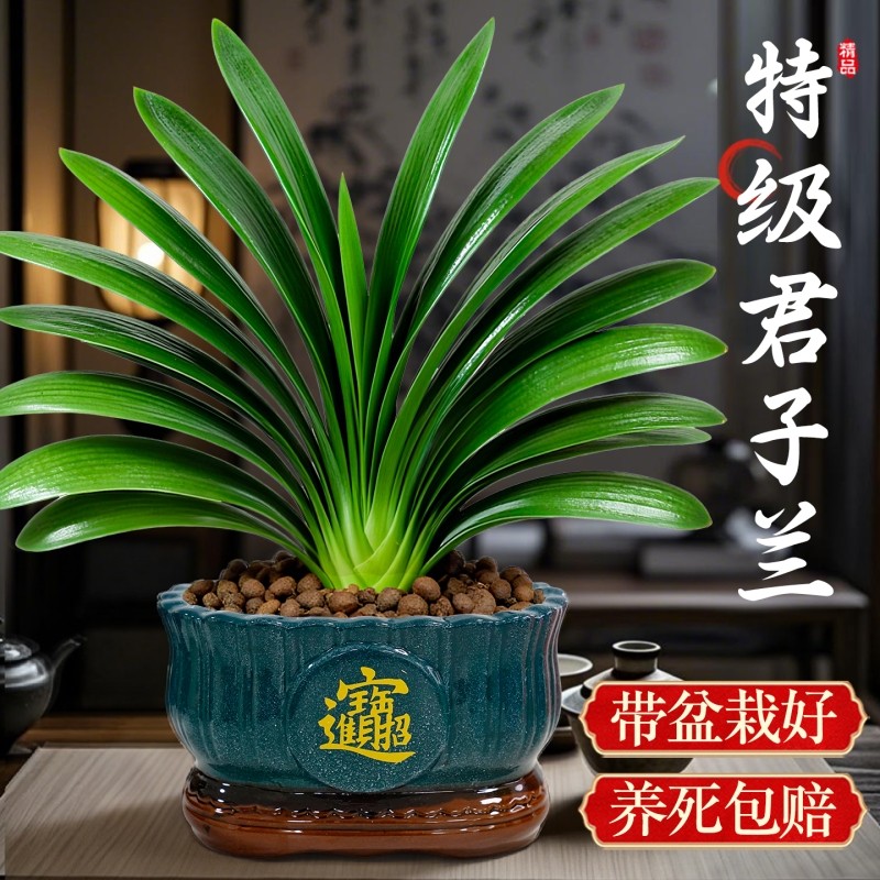 君子兰盆栽带花苞四季好养名贵绿植花卉精品国宝级特大号室内植物