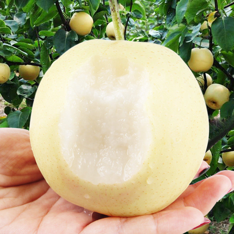 皇冠梨3斤/4.5斤特惠装薄皮脆甜无渣果形端正大小均匀新鲜度拉满