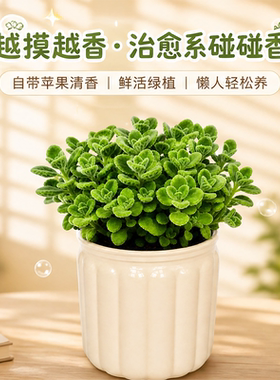碰碰香盆栽绿植香喷喷室内阳台
