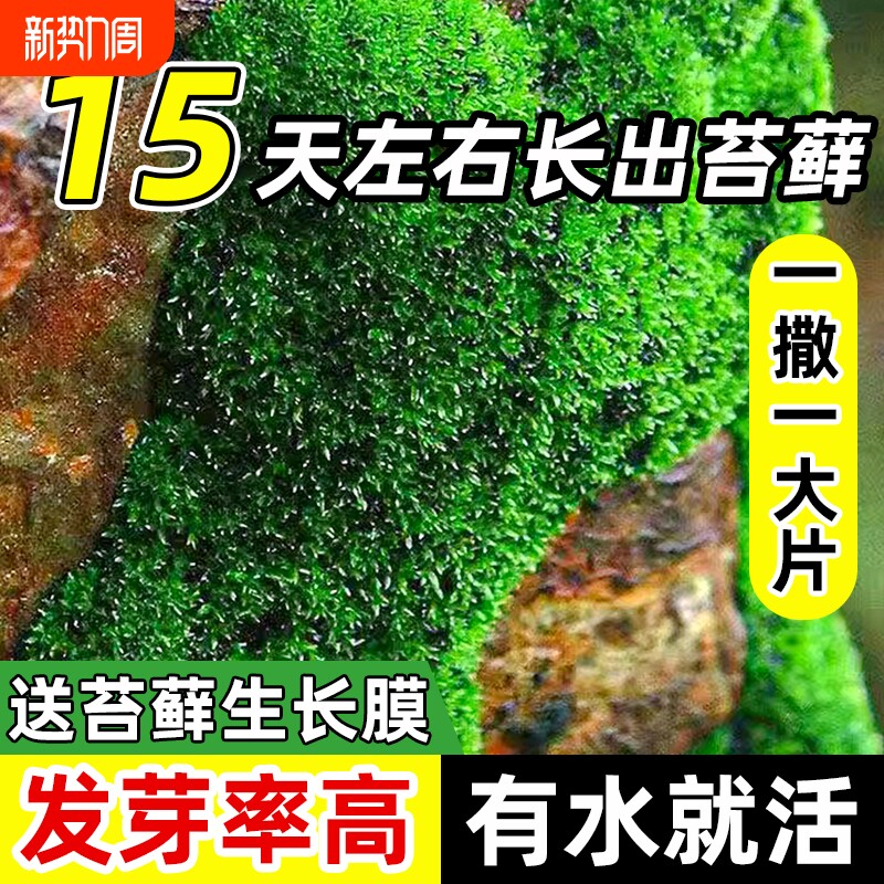 苔藓孢子粉吸水石鲜活青苔绿植短绒四季种子微景观盆景造假山草籽