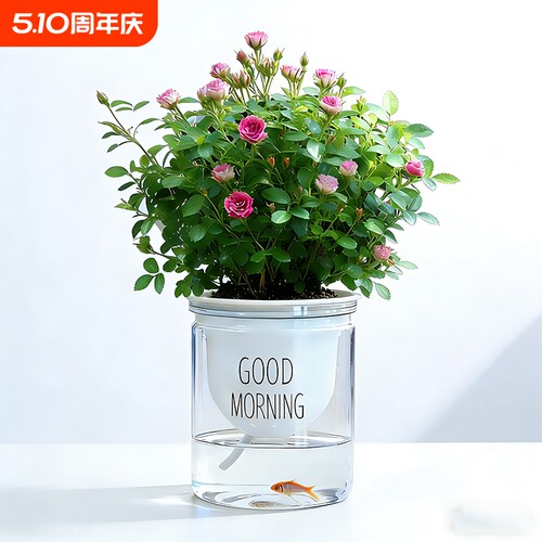 迷你超微姬月季带花苞水培须惠姬乙女室内好养浓香花卉盆栽绿植物