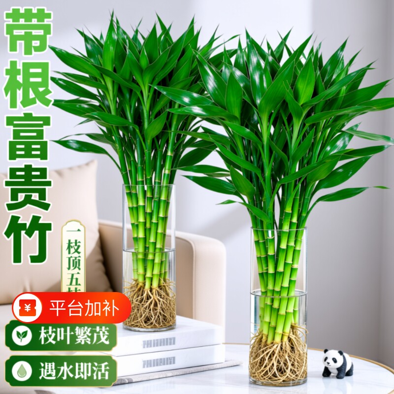 带根富贵竹水培植物室内好养粗杆客厅招财盆栽节节高绿植玻璃紫竹