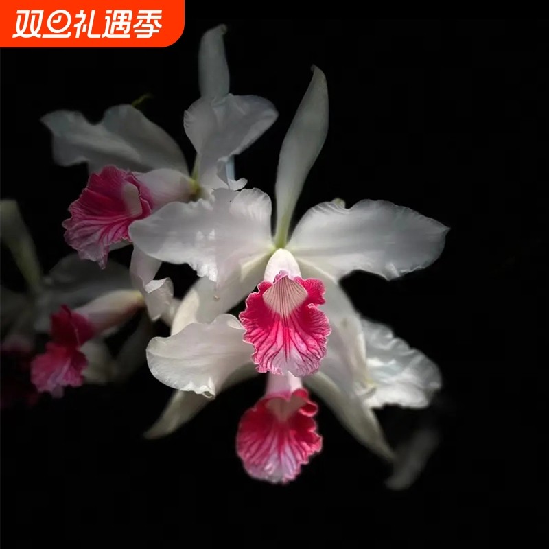 新品大花卡特兰花基地特价网红洋兰大苗室内阳台好养花卉绿植盆栽