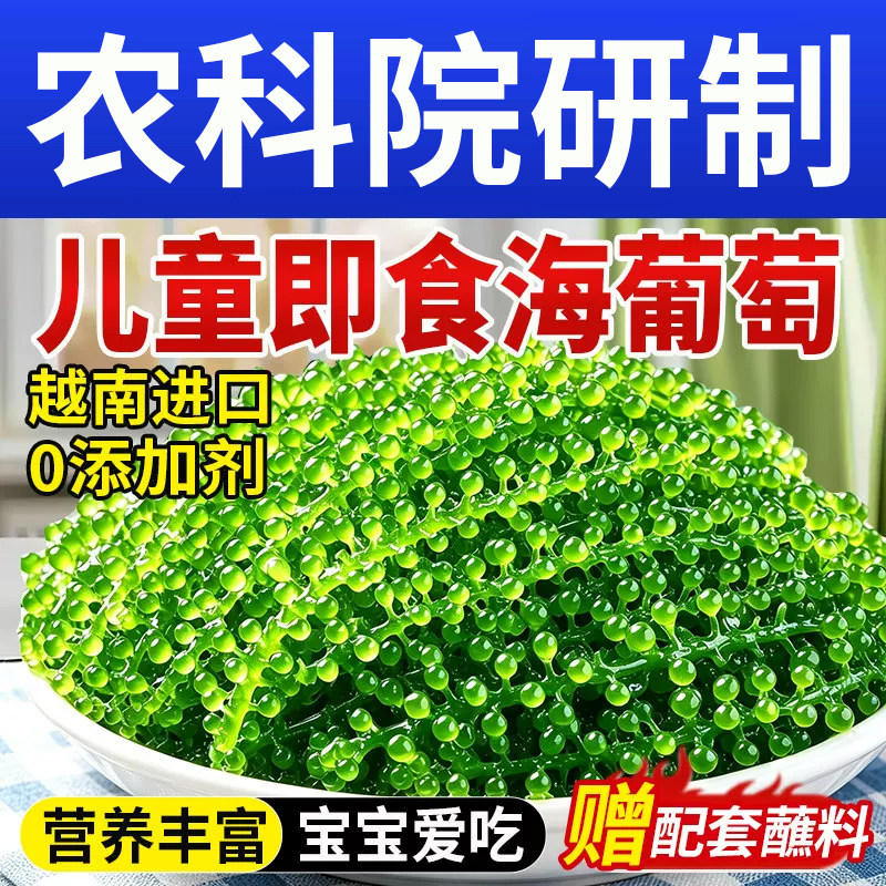 儿童海葡萄即食水葡萄新鲜海带丝海草裙带菜开袋小零食儿童零食