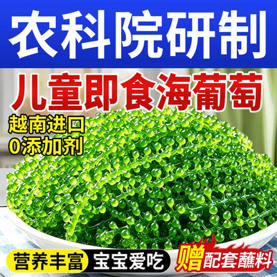 【配料干净】儿童海葡萄即食新鲜