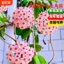 球兰带花大苗羊脂玉球兰花盆栽贝拉卷心叶四季 攀援爬藤植物开花卉