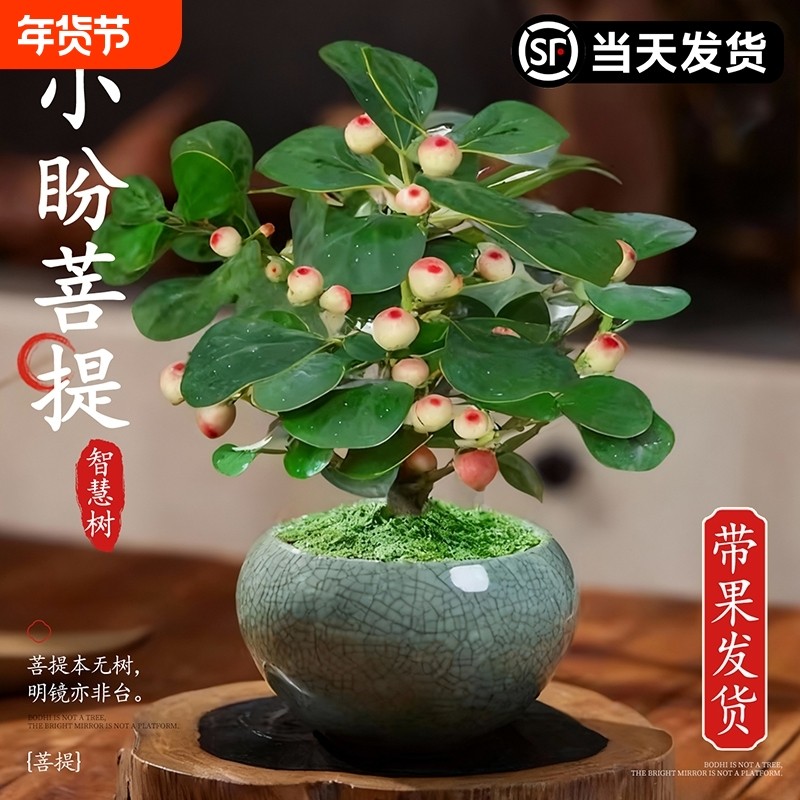 小盼菩提盆栽中式禅意摆件禅意盆景菩提树盆栽带果办公室桌面绿植