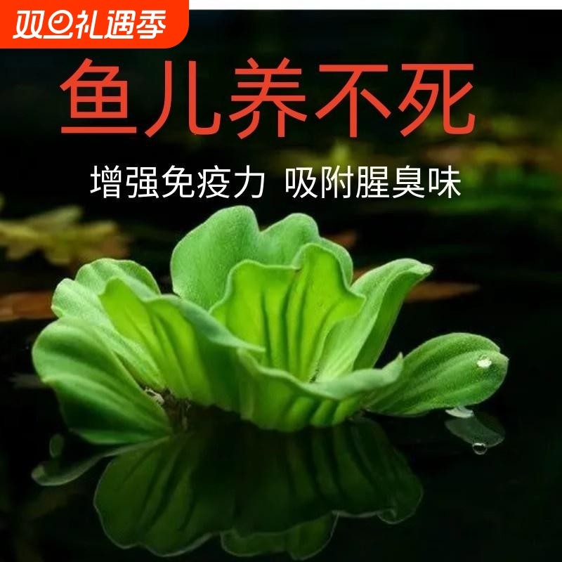 鱼缸造景活体植物水族箱装饰真水草中后景浮萍水草套餐好养耐活