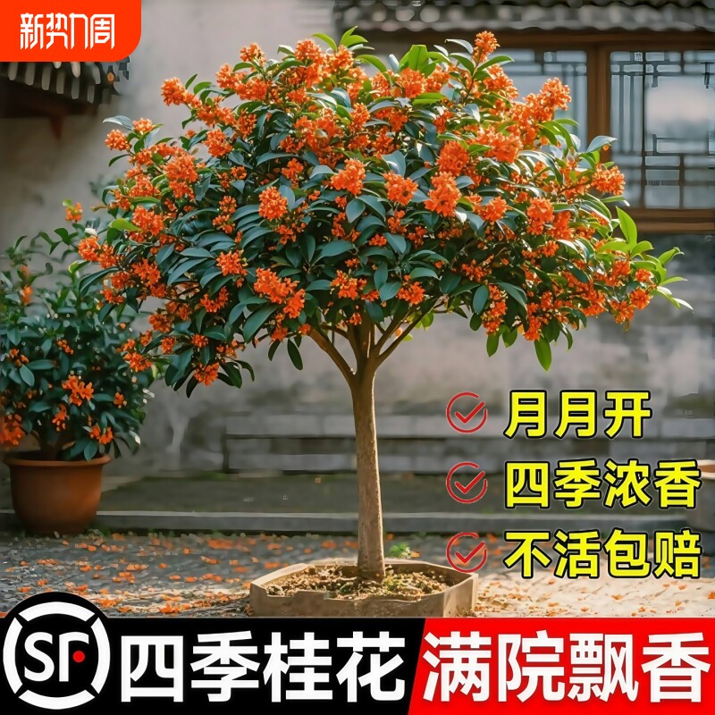 桂花树苗盆栽四季桂金桂庭院地栽老桩绿植物大树耐寒室内花卉浓香