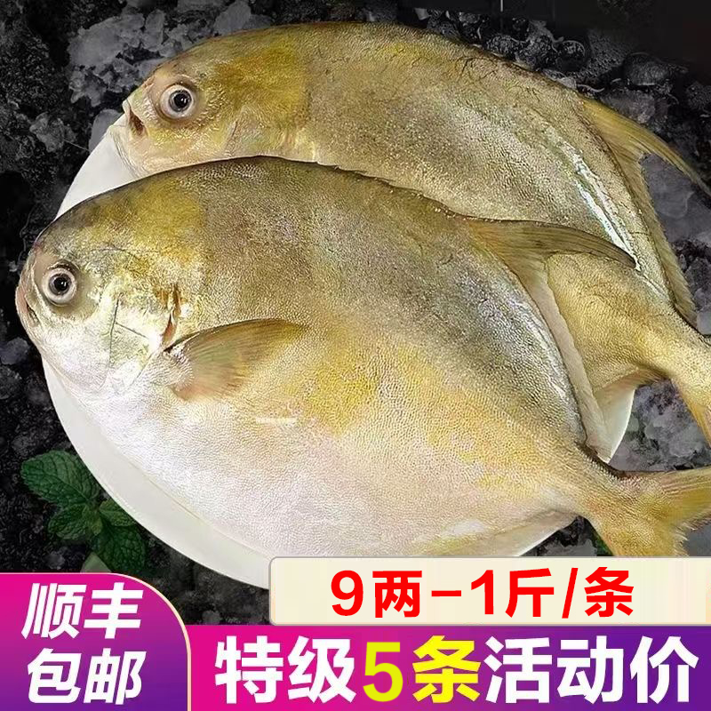 顺丰包邮国捕金鲳鱼特大金昌鱼平鱼海昌白鲳鱼海鲜水产