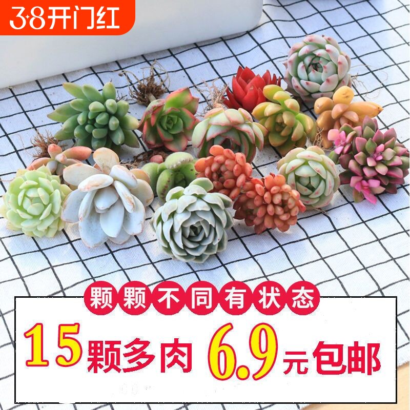 优选多肉植物花卉组合盆栽送盆送土室内外绿植新手套餐大颗好养活