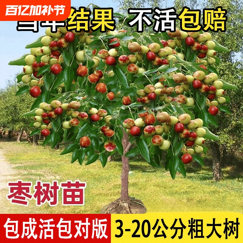 枣树活苗特大冬枣嫁接树苗沾化冬枣三代大枣超甜奶枣苹果水果青枣