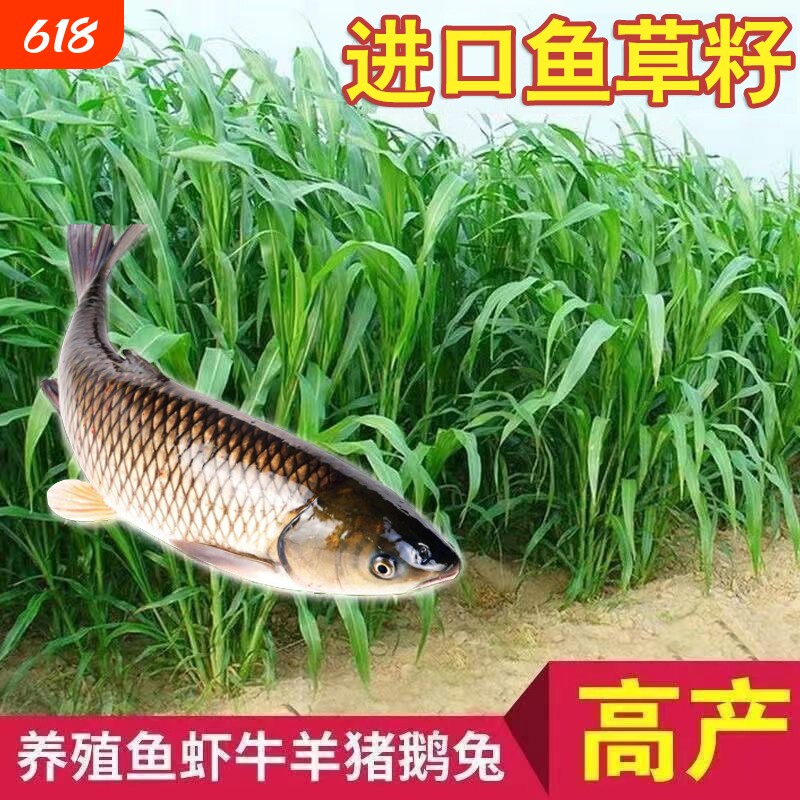 苏丹草鱼草种子养鱼专用草种高丹王草种籽猪牛羊牧草再生种籽四季