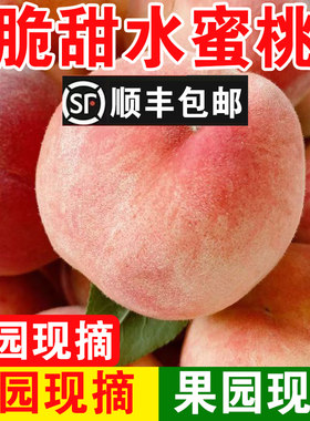 顺丰新鲜水蜜桃当季现摘大水果春雪毛桃子包邮鲜水果鲜果蟠桃自提