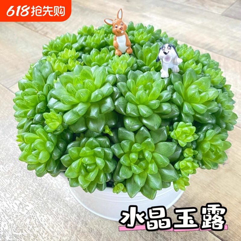 水晶玉露草玉露多肉小盆景植物室内花卉绿植盆栽玉露桃蛋精品老桩