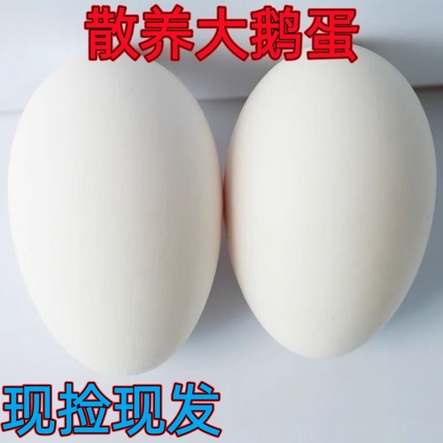 土鹅蛋农家新鲜正宗农家散养当天现捡大白鹅蛋孕妇营养