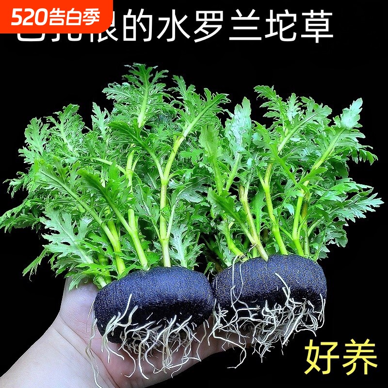 红波草生态鱼缸躲避造景植物净化水质海缸螃蟹鹦鹉鱼底部古法底座