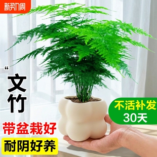 文竹小盆栽室内竹子盆景特大号老桩绿植物摆件办公室桌面四季 客厅