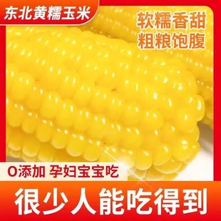 25年新黄糯玉米甜粘香甜真空锁鲜粗粮代餐加热即食10支黄糯苞米