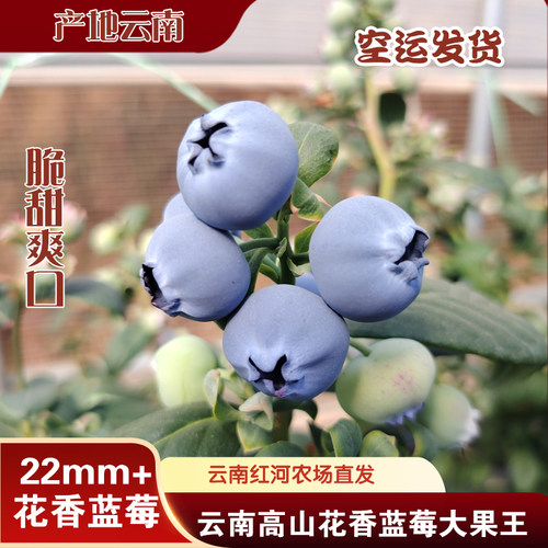 云南高山花香蓝莓脆甜多汁