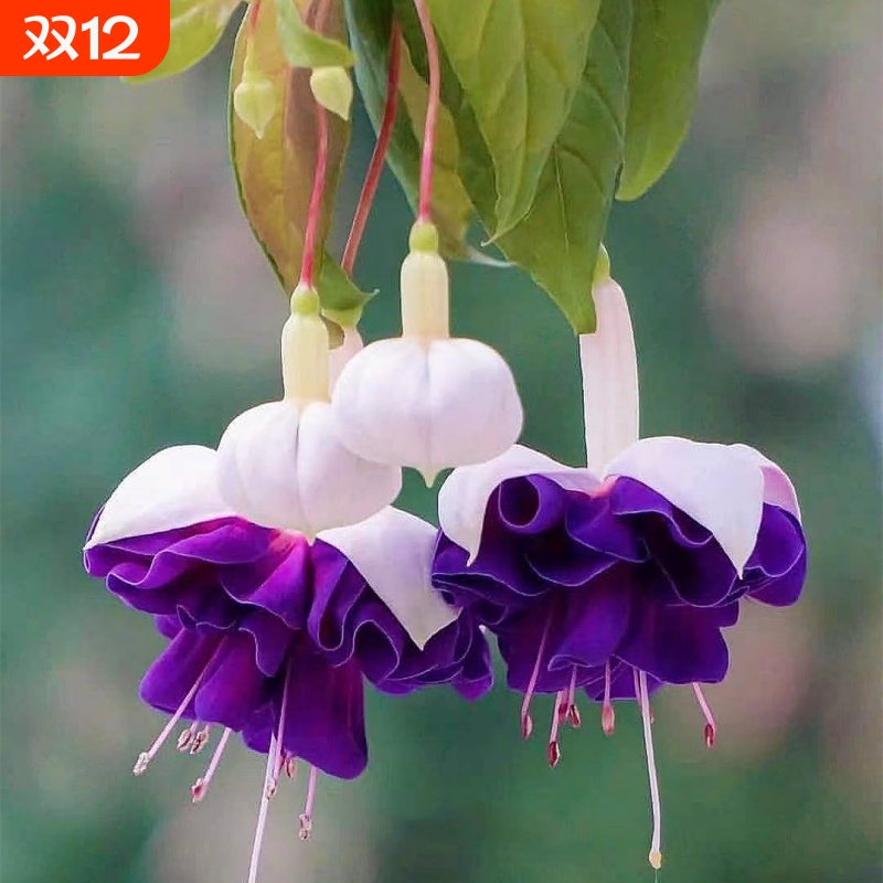 倒挂金钟花种籽花卉大全灯笼花种子盆栽吊兰重瓣花种籽开花室内