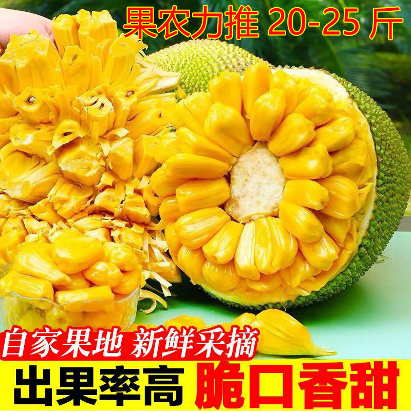 现摘海南三亚黄肉菠萝蜜新鲜水果零食当季干苞脆甜黄肉一整个包邮