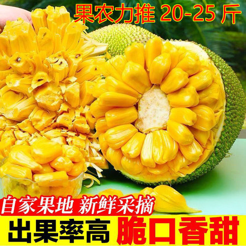 现摘海南黄肉菠萝蜜整个大果