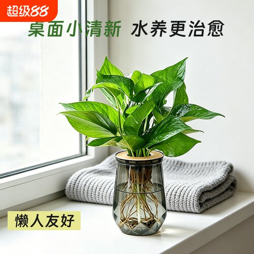 绿萝盆栽发财树水培绿植椰子花卉桌面四季常青好养活净化空气水养