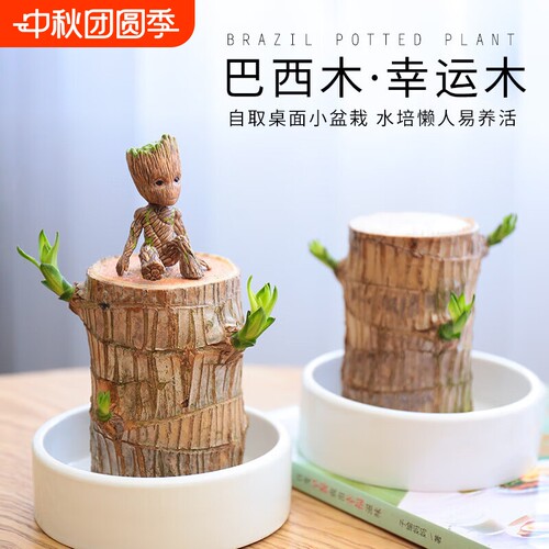 巴西木水养幸运木开花好养绿植室内水培懒人花植物盆栽