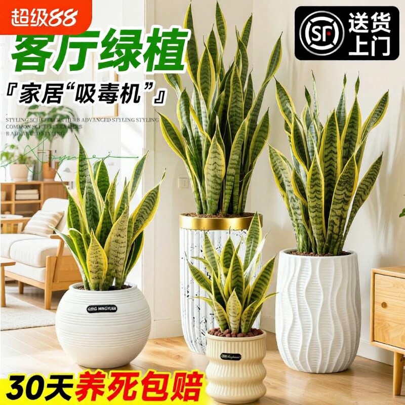 金边虎皮兰盆栽绿植办公室室内客厅大型净化空气四季好养植物甲醛