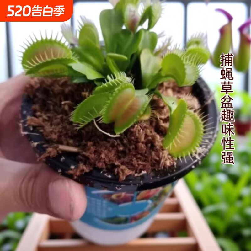 捕蝇草盆栽食虫植物驱蚊草苗多肉植物猪笼草食人花绿植花室内驱虫